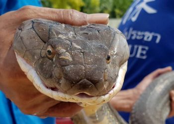 Cobra de quatro metros é capturada em esgoto na Tailândia