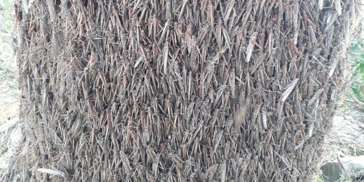 Argentinos monitoram nuvem de gafanhotos