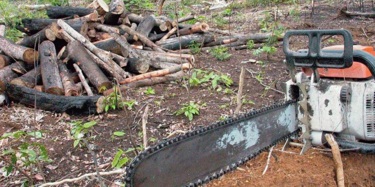 Aplicativo permite denúncias de crimes ambientais na Amazônia