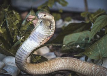 Polícia do DF deflagra operação contra tráfico de animais