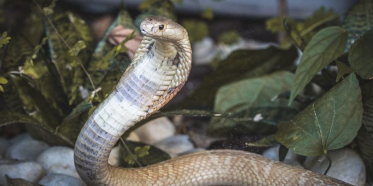 Polícia do DF deflagra operação contra tráfico de animais