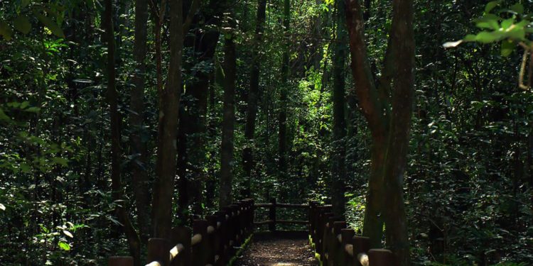 Parques Nacionais de Brasília e de São Joaquim são incluídos no PPI