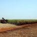 Estimativa de junho prevê safra recorde de 247,4 milhões de toneladas