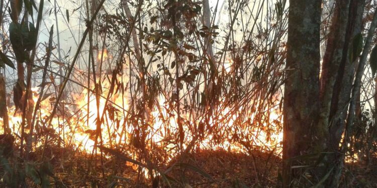Bombeiros combatem fogo na Serra dos Órgãos pelo terceiro dia seguido