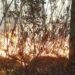 Bombeiros combatem fogo na Serra dos Órgãos pelo terceiro dia seguido