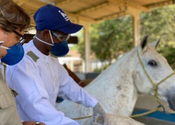 Soros produzidos por cavalos têm anticorpos potentes para covid-19