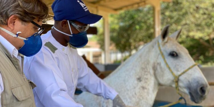 Soros produzidos por cavalos têm anticorpos potentes para covid-19
