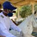 Soros produzidos por cavalos têm anticorpos potentes para covid-19