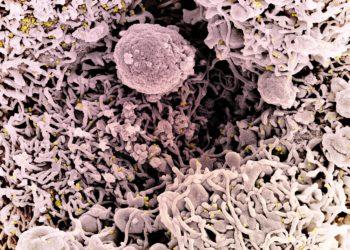 Estudo indica que Ômicron pode escapar de vacinas, mas 3ª dose protege