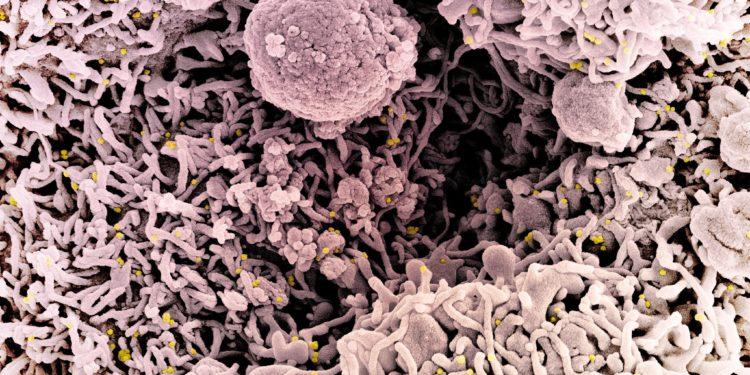 Estudo indica que Ômicron pode escapar de vacinas, mas 3ª dose protege