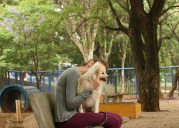 Entenda por que fogos de artifício assustam cachorros e gatos