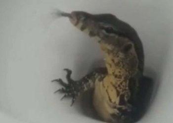 Turistas flagram lagarto saindo do vaso sanitário de um hotel