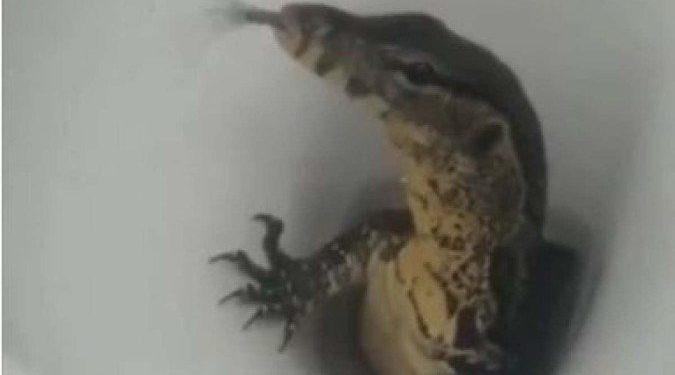 Turistas flagram lagarto saindo do vaso sanitário de um hotel