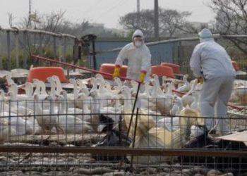 Homem é infectado por vírus da gripe aviária na Inglaterra