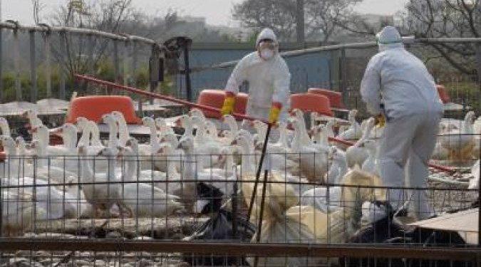 Homem é infectado por vírus da gripe aviária na Inglaterra