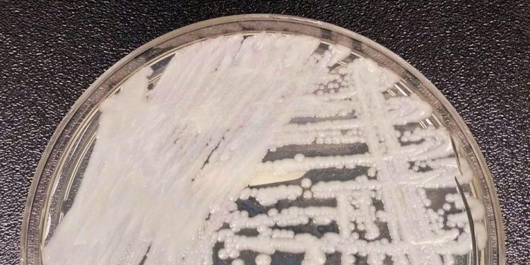 Entenda por que a Candida auris foi apelidada de superfungo