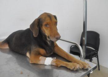 Hvep tem novo número para atendimento