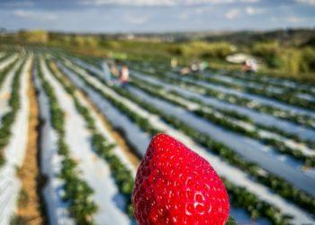 Estímulo de R$ 30 milhões para a produção local