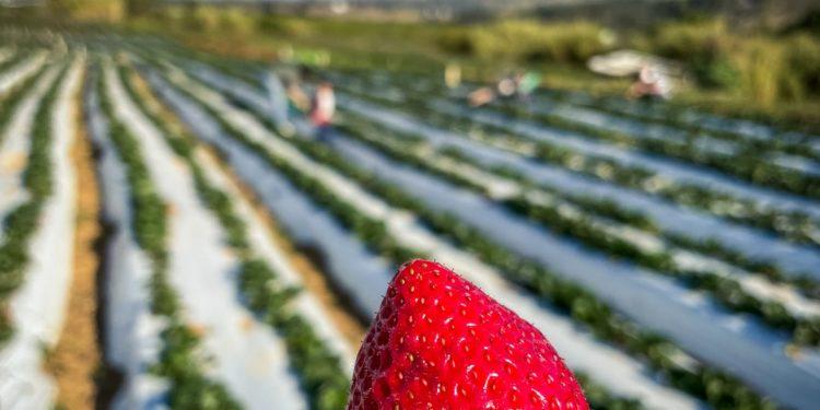 Estímulo de R$ 30 milhões para a produção local