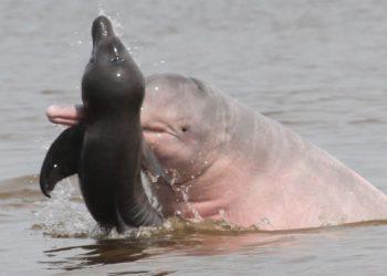 Pesquisadores investigam comportamento agressivo de botos na Amazônia