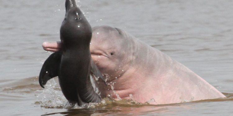 Pesquisadores investigam comportamento agressivo de botos na Amazônia