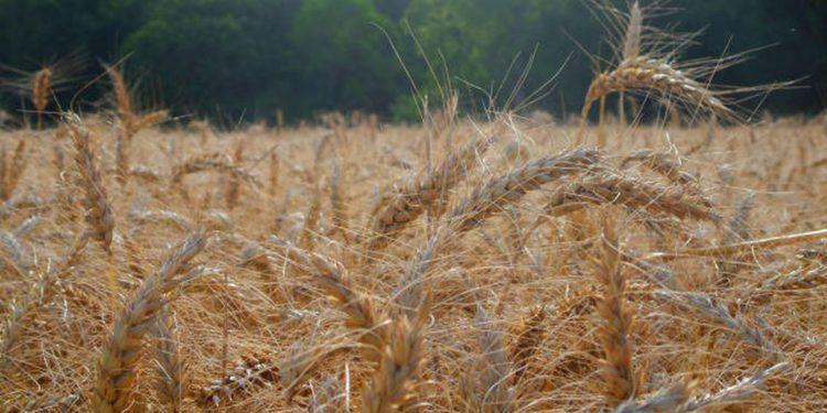 Caixa e Sicoob anunciam financiamento para despesas rurais