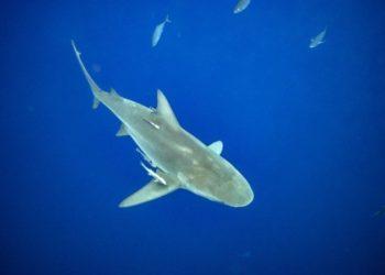 Banhista morre após ataque de tubarão em praia da Austrália