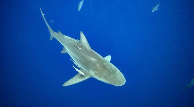 Banhista morre após ataque de tubarão em praia da Austrália