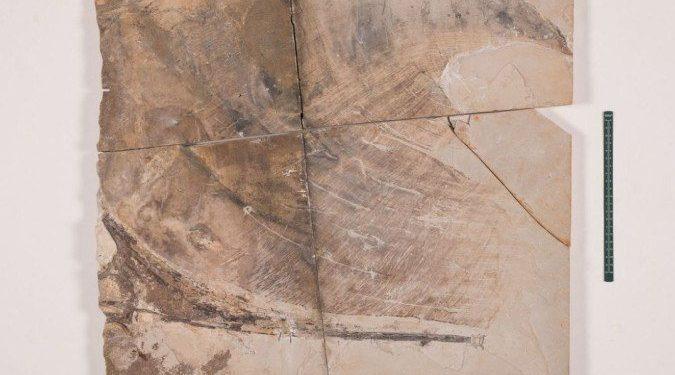 Museu de Ciências da Terra apresenta fóssil de pterossauro repatriado