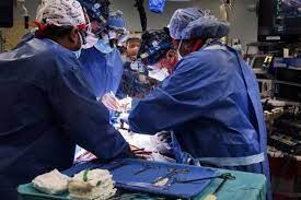 Paciente transplantado com coração de porco morre dois meses após procedimento