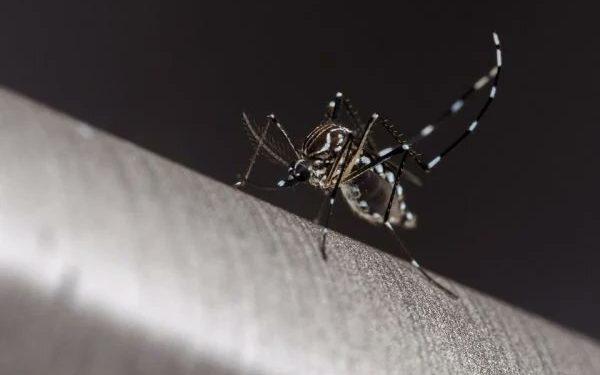 No DF, 12 pessoas são infectadas por dengue a cada hora. Veja cuidados