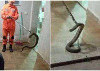 Corpo de Bombeiros captura cascavel de 1,3m em garagem de casa, em MG