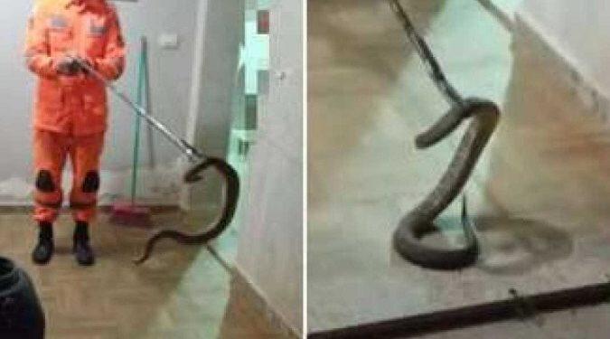 Corpo de Bombeiros captura cascavel de 1,3m em garagem de casa, em MG