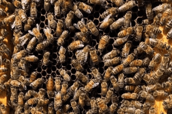 Cinco milhões de abelhas morrem abandonadas em aeroporto de Atlanta