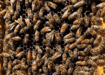 Cinco milhões de abelhas morrem abandonadas em aeroporto de Atlanta