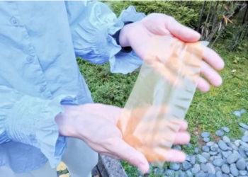 Cientistas desenvolvem papel à base de girassol que pode ser reutilizado