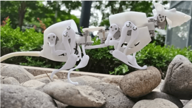 Com proposta de ajudar em resgates, cientistas criam robô em forma de rato