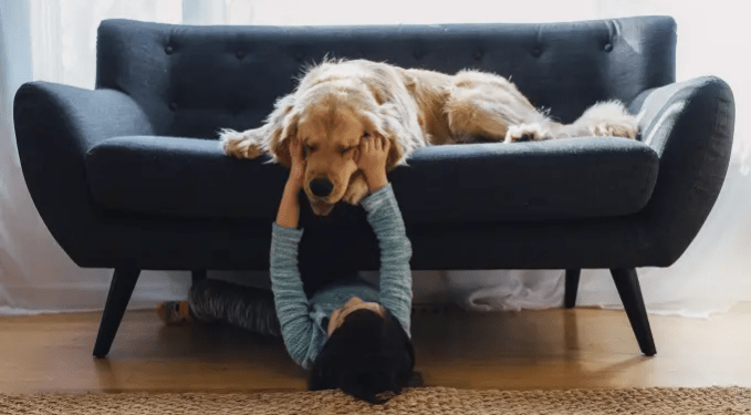 Clonagem de animais de estimação ganha força e faz sucesso nas redes