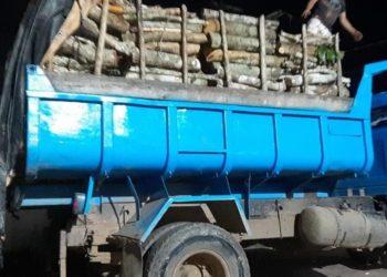 Caminhões são apreendidos com madeira ilegal no Amazonas