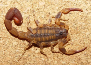 Menina de 3 anos morre após ser picada por escorpião em MS