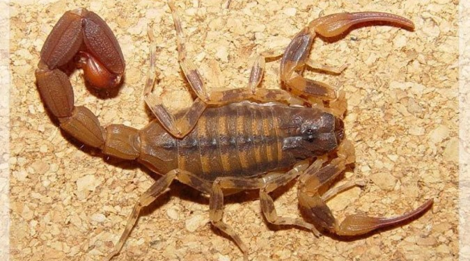 Menina de 3 anos morre após ser picada por escorpião em MS