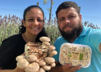 Casal produz cogumelos comestíveis e medicinais em Sobradinho