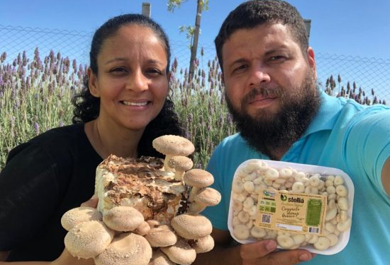 Casal produz cogumelos comestíveis e medicinais em Sobradinho