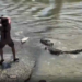 Vídeo mostra pescador disputando peixe com crocodilo de 4m