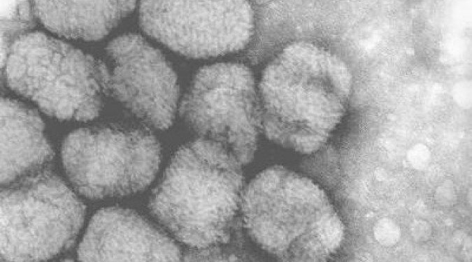 É improvável que surto de varíola dos macacos se transforme em pandemia, diz OMS