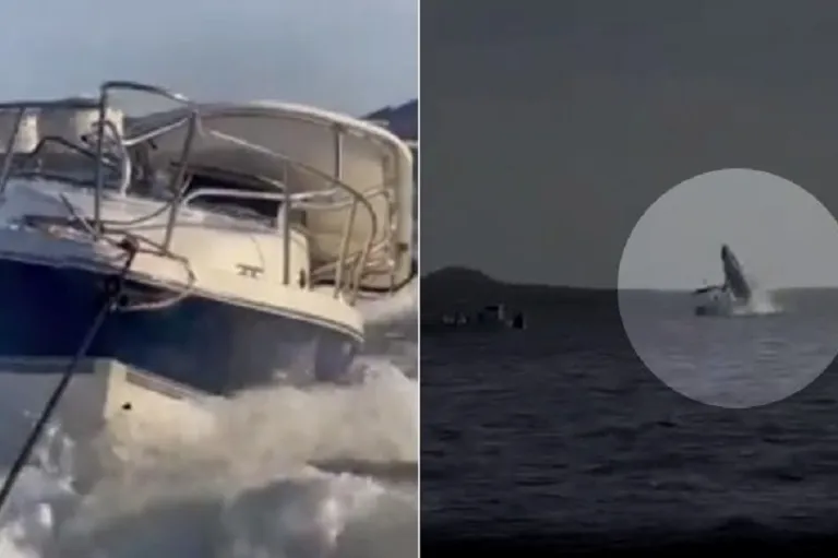 Baleia salta da água e arrebenta barco com passageiros a bordo