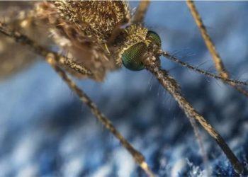 Brasil já tem mais de 540 mil casos de dengue somente em 2022