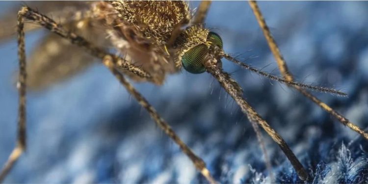 Brasil já tem mais de 540 mil casos de dengue somente em 2022