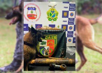 Cão policial Tyson encontra porções de cocaína, avaliada em R$ 87 mil, em barco no Amazonas