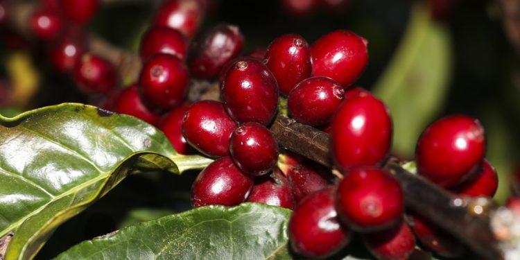 Safra de café 2022 pode chegar a 53,4 milhões de sacas